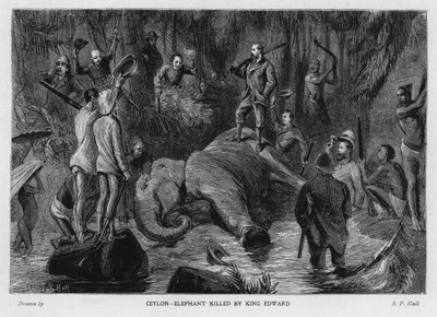 Elephant killed by King Edward VII by Sydney Prior (after) Hall