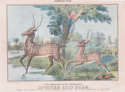 Spotted Axis Deer by T. W. Strong
