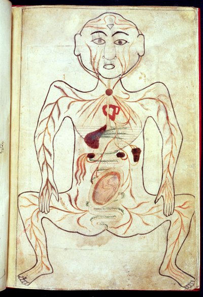 Organic Members and the Embryo in the Human Body, mid 15th century by Tashri Al Badan