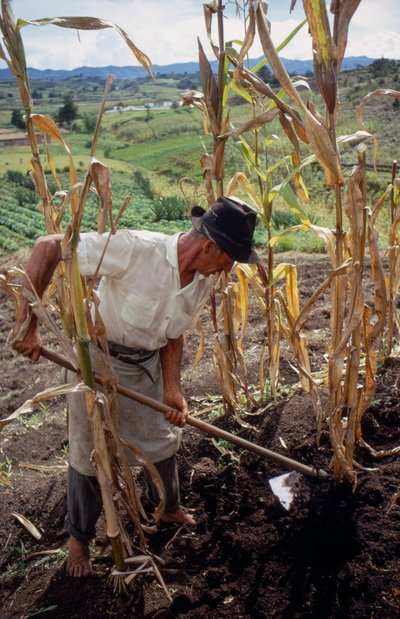 Benigno Marin, a Farmer, Working in a Field in Colombia by Ted Spiegel