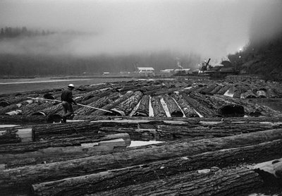 Logging Operations by Georgia-Pacific Corp. in Oregon Tree Farming Forests by Ted Spiegel
