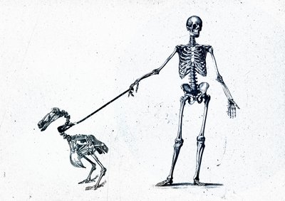 Walking My Dodo by Teis Albers