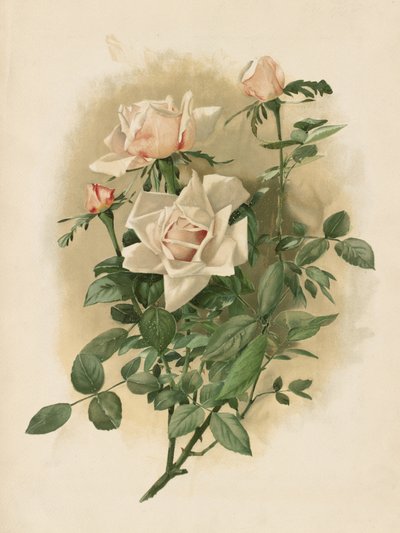 Duchesse De Vallombrosa Roses by Thaddeus Welch