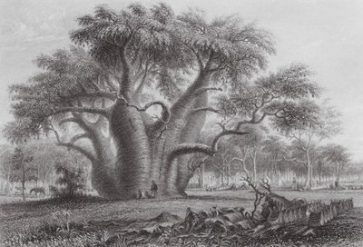 Australia: The Boab Tree by Thomas (after) Baines