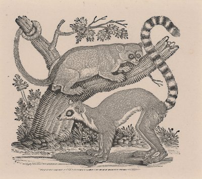 Two Lemurs, from 