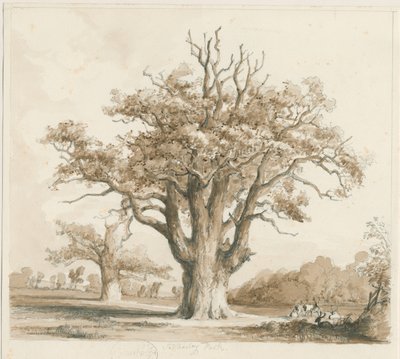 Teddesley Hall - Oak Trees (pencil and wash drawing, Nov 1842) by Thomas Peploe Wood