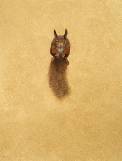 Leaping Red Squirrel by Tim Hayward