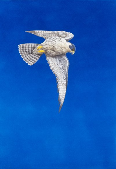 Peregrine Falcon by Tim Hayward