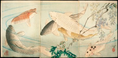 Carp with Wisteria by Tsukioka Yoshitoshi