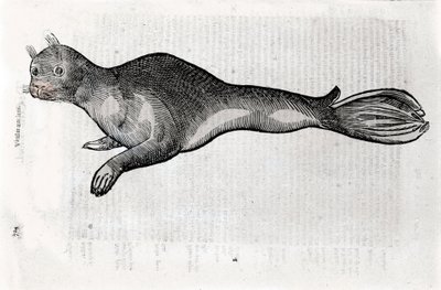 Representation of a seal Plate illustrated from a manuscript of Natural History by Ulisse Aldrovandi (1522-1605), Ulisse Aldrovandi fonds, University Library of Bologna, ed. 1603. by Ulisse Aldrovandi