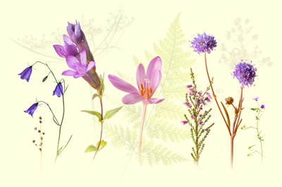 Spring Wildflowers Medley by Ulrike Eisenmann