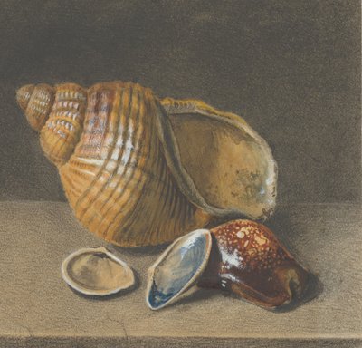 A Cowrie, and a Larger and Two Smaller Shells by Unbekannt