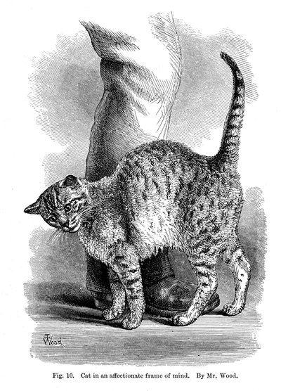 A Cat in Affectionate Frame of Mind, from The Expression and Emotions in Man and Animals by Unbekannt