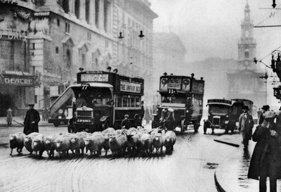 A Flock of Sheep on the Strand, London, 1926-1927 by Unbekannt