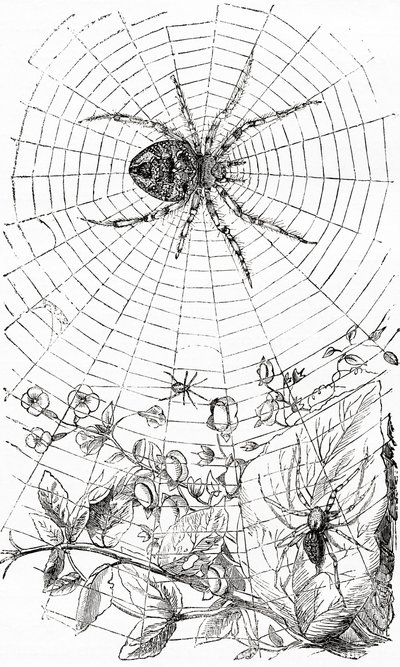 An orb-weaver spider or araneid by Unbekannt