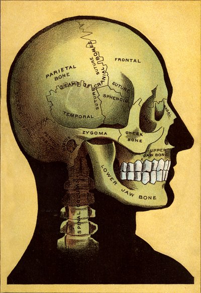 Anatomical Chart, The Head by Unbekannt