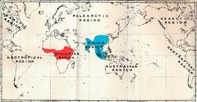 Anthropoidea - Map distribution Genera Semnopithecus Blue, Nasalis Brown, Colobus Red, 1897 by Unbekannt