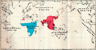 Anthropoidea - VI. Map Distribution of Various Species Blue and Macacus Red by Unbekannt