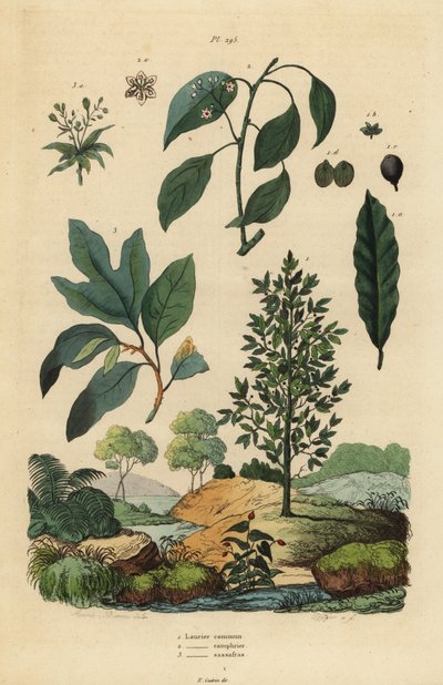Bay Laurel, Camphor Tree, and Sassafras by Unbekannt