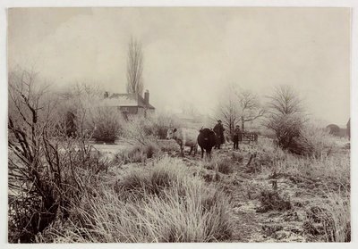 Cows in a frosty field, c 1890 by Unbekannt