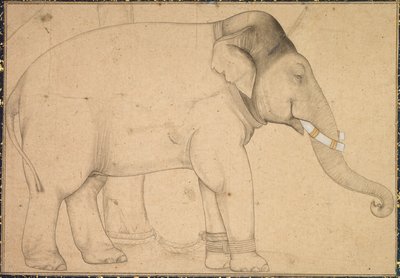 Drawing of an Elephant, c. 1700 by Unbekannt
