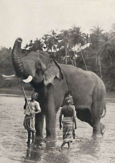 Elephant in the Mahavaliganga, 1926 by Unbekannt