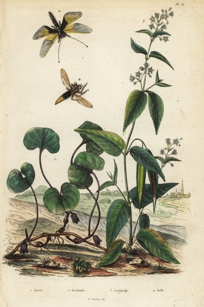 European Wild Ginger, Libelloides Longicornis, Milkweed, and Hornet Robberfly by Unbekannt
