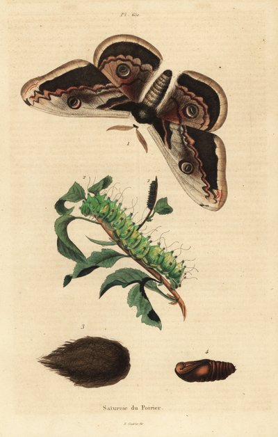 Giant peacock moth or giant emperor moth, Saturnia pyri, with caterpillar and pupa by Unbekannt