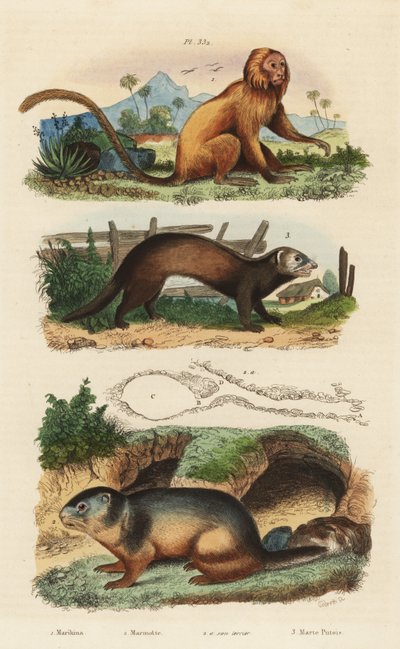 Golden lion tamarin, Leontopithecus rosalia, endangered, alpine marmot, Marmota marmota and den, and ferret or polecat, Mustela putorius by Unbekannt