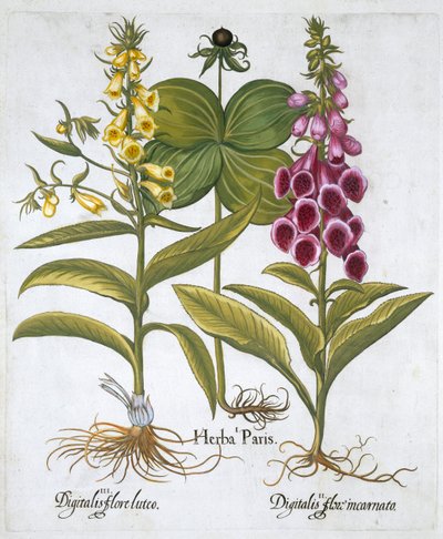 Herb Paris Solanum quadrifolium, Common Foxglove Digitalis Purpurea Large Yellow Foxglove by Unbekannt