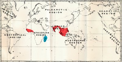 Lemuroidea - III. Map, Showing the distribution of the Family Chiromyidae and of the Sub-families by Unbekannt