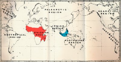 Lemuroidea - II. Map, Showing Distribution of Tarsiidae Blue, and Galaginae Red by Unbekannt