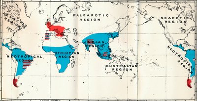 Lemuroidea - IV. Map, Showing distribution of Living Blue and Fossil Red Anthropoidea by Unbekannt
