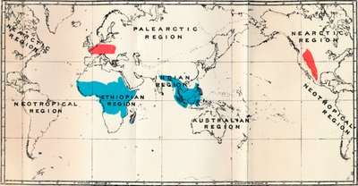 Lemuroidea - I. Map, Showing the Distribution of Living Blue and Fossil Red by Unbekannt