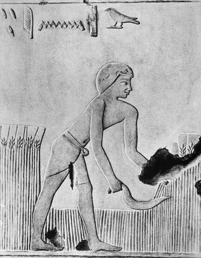 Man Reaping Barley with a Sickle, Ancient Egyptian by Unbekannt