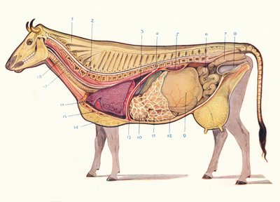 Median section of a cow, showing principal organs of digestion, etc by Unbekannt
