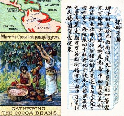 Principal areas for the production of cocoa, from the series of 
