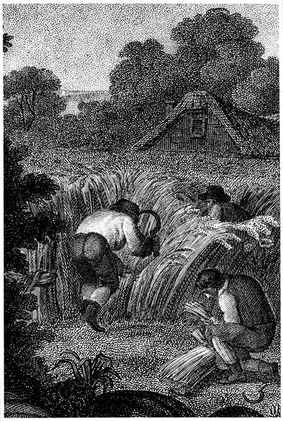 Reaping with sickles and binding the sheaves, England, c1800 by Unbekannt