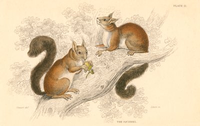 Red Squirrel, Tree-Living Rodent Native to Europe and Asia by Unbekannt