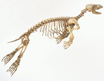 Skeleton of a Harbour Seal (Phoca vitulina) 