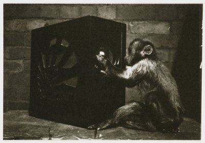 Small monkey playing with the dials on a radio, c 1935 by Unbekannt