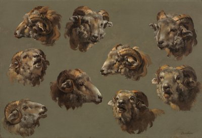 Studies of Ram Heads by Unbekannt
