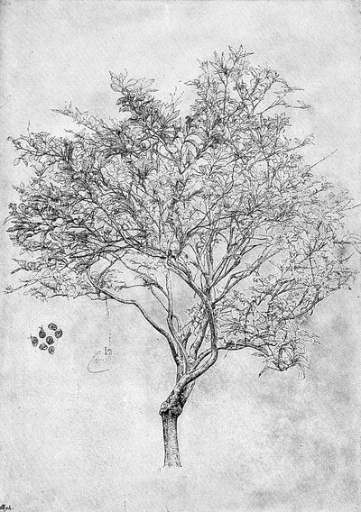 Study of a Lemon Tree by Unbekannt