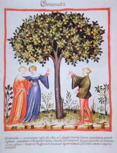 Tacuinum Sanitatis Codex Vindobonensis Nova Series 2644, fol. 9, Picking Apricots, Miniature (1370-1400) by Unbekannt