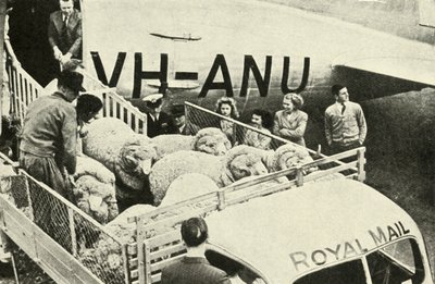 Transporting Prize Rams by Air by Unbekannt