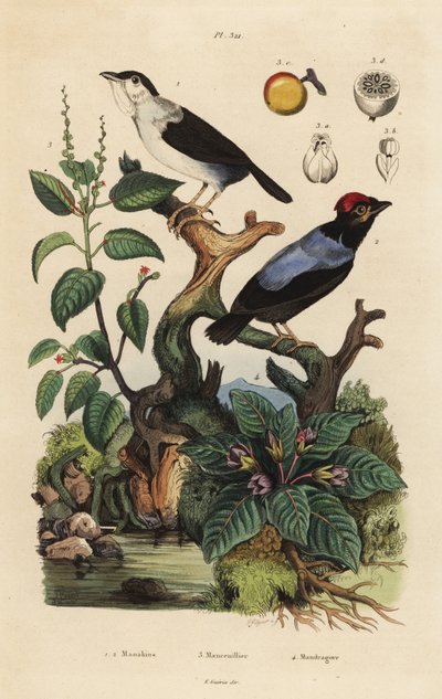 White-ruffed Manakin, Blue-backed Manakin, Manchineel Tree, and Mandrake by Unbekannt