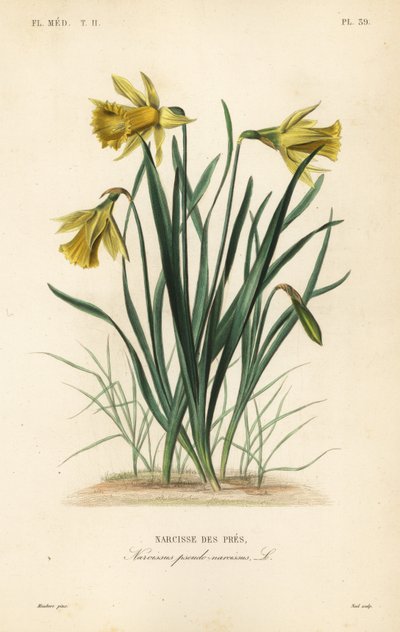 Wild daffodil or Lent lily by Unbekannt