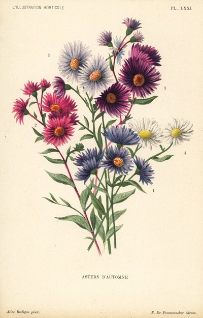 Autumnal asters: Aster novae angliae var. Constance, Aster novae angliae var. Ruber, Aster novae angliae var. Bowman, Aster amygdalinus, and Aster novi belgii Robert Parker. Chromolithograph by Pieter de Pannemaeker after an illustration by Alice Rodigas f by Unbekannter Künstler