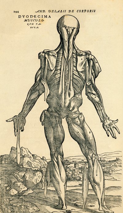 Back of male human body, an anatomical study originally published in De Humani Corporis Fabrica Libri Septem by Andreas Vesalius, published Basel by Unknown