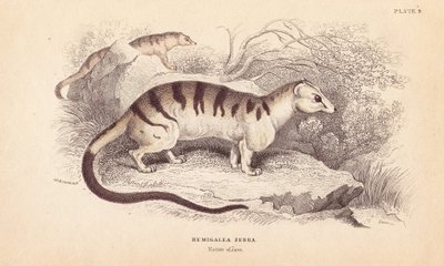 Banded Palm Civet Cat, Hemigalus derbyanus (Hemigalea zebra). Threatened by Unbekannter Künstler